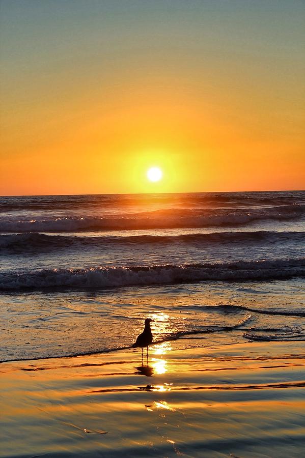 San Diego Photograph - Sunset  by Garrett Drew
