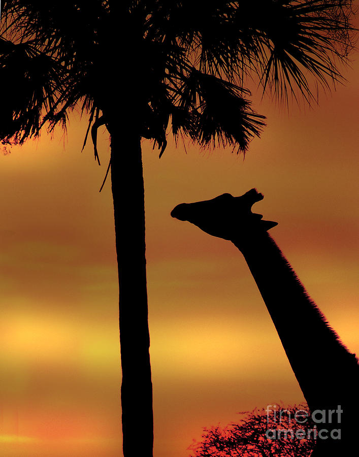 Sunset Giraffe 2 Photograph by Joseph G Holland