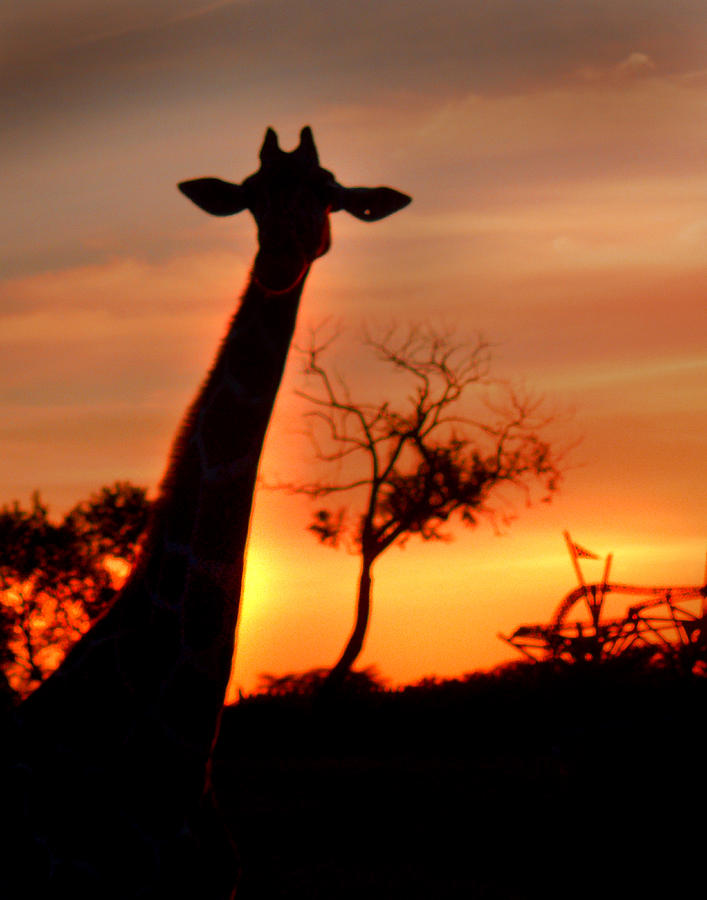Sunset Giraffe Photograph by Joseph G Holland