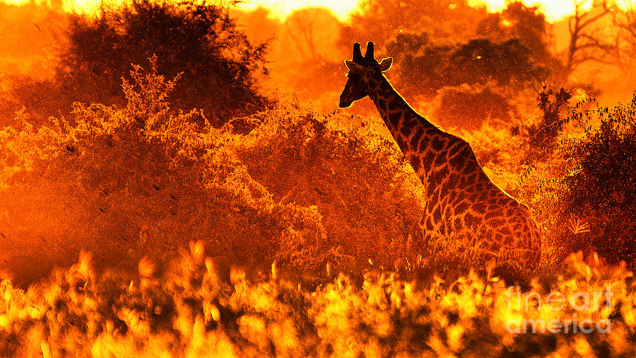 Sunset giraffe Photograph by Mareko Marciniak