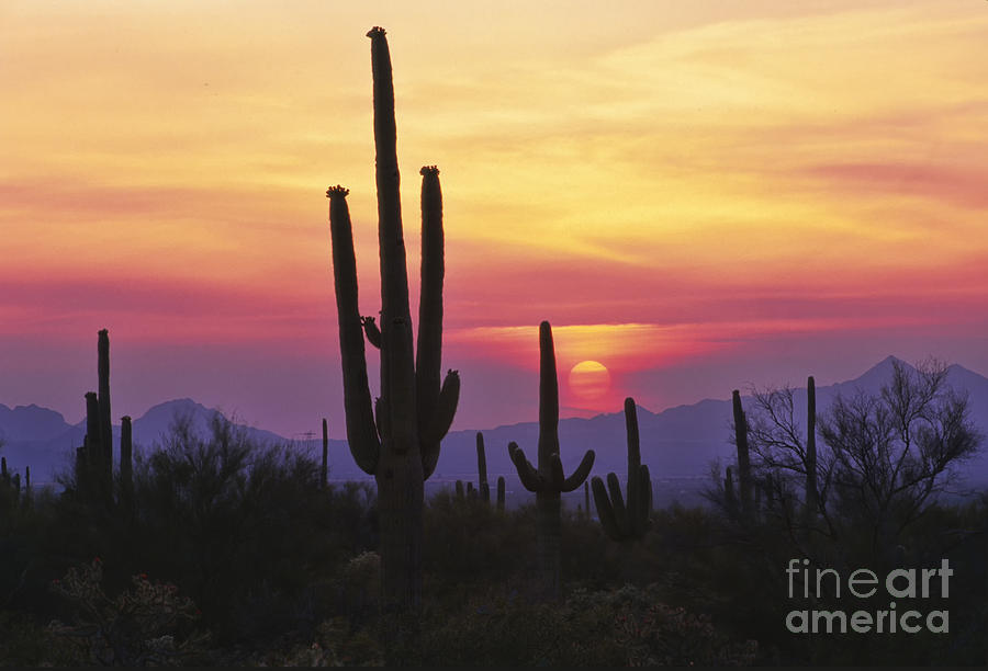 Sunset Glory Photograph by Sandra Bronstein