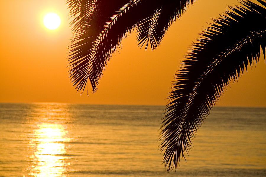 Sunset golden color with palm Photograph by Raimond Klavins
