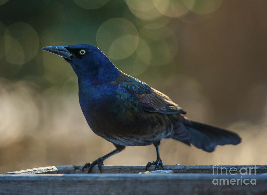 Sunset Grackle Photograph by Jim Moore