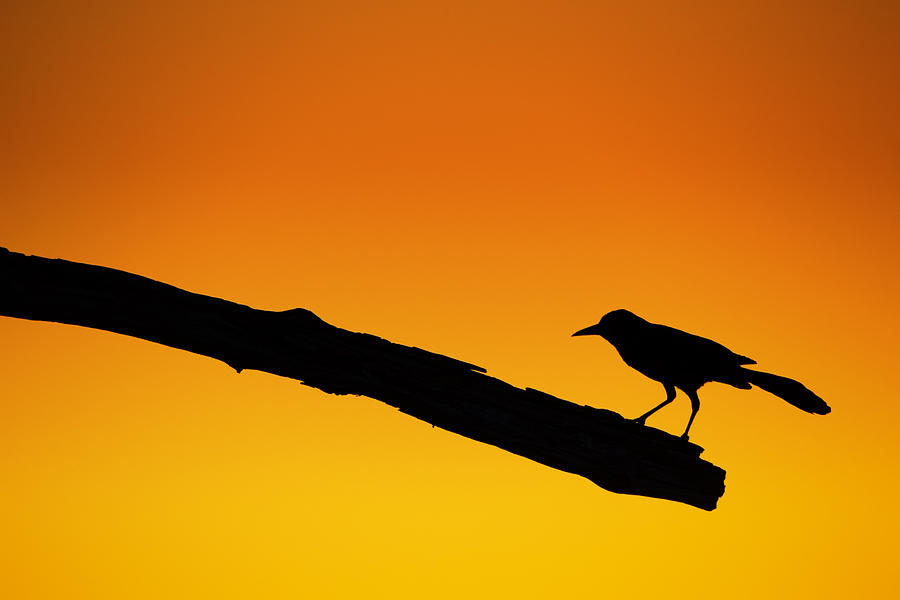 Sunset Grackle Silhouette Photograph by Andres Leon