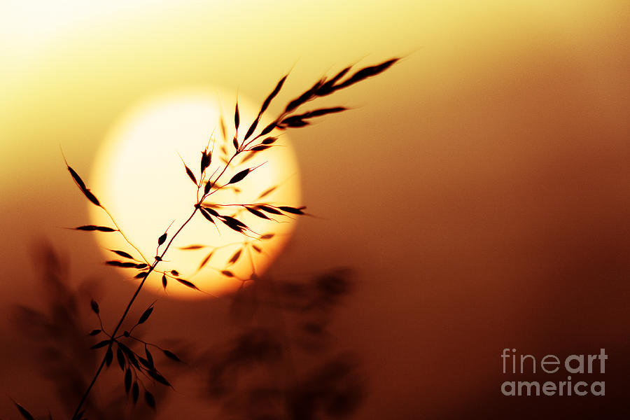 Sunset Photograph - Sunset Grass by Tim Gainey