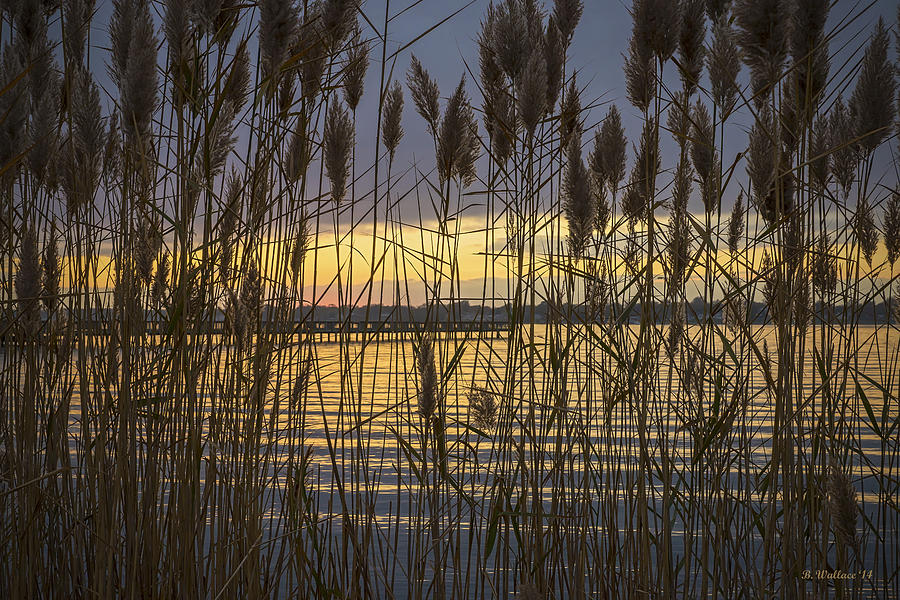 Sunset Grasses Photograph by Brian Wallace