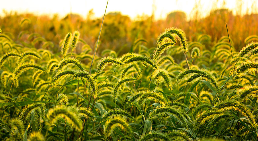 Up Movie Photograph - Sunset Grasses by Joseph Mills