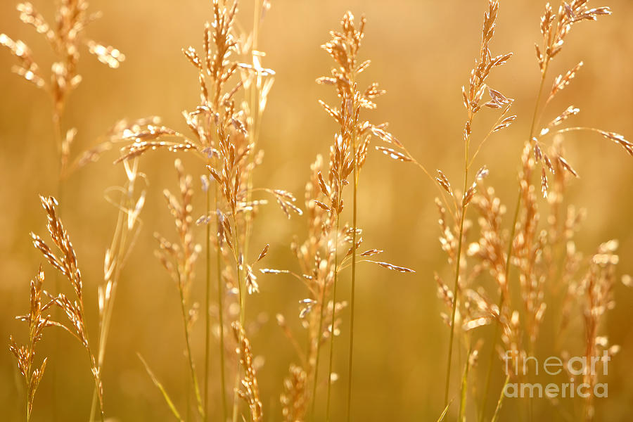 Sunset Grasses Photograph by Lincoln Rogers
