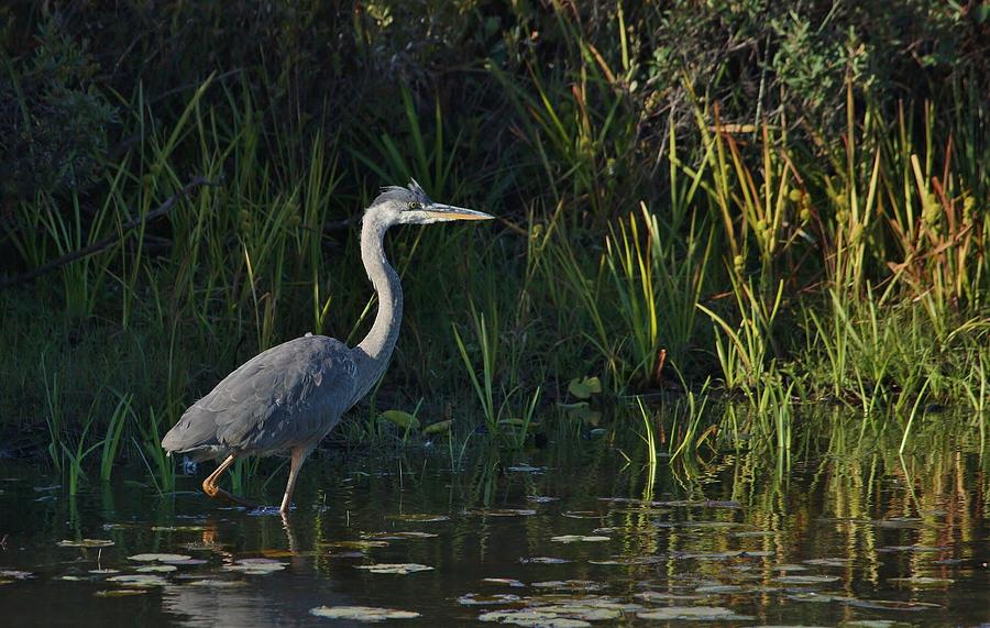 Sunset Great Blue Photograph by Teresa McGill - Fine Art America