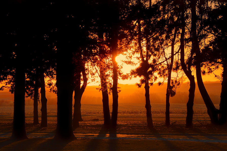 Tree Photograph - Sunset Grove #1 by Nikolyn McDonald