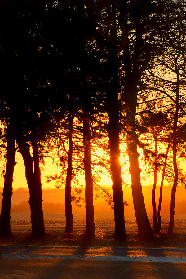 Tree Photograph - Sunset Grove #2 by Nikolyn McDonald