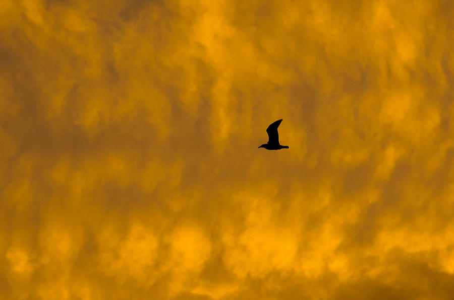 Sunset Gull Photograph by Amy Porter