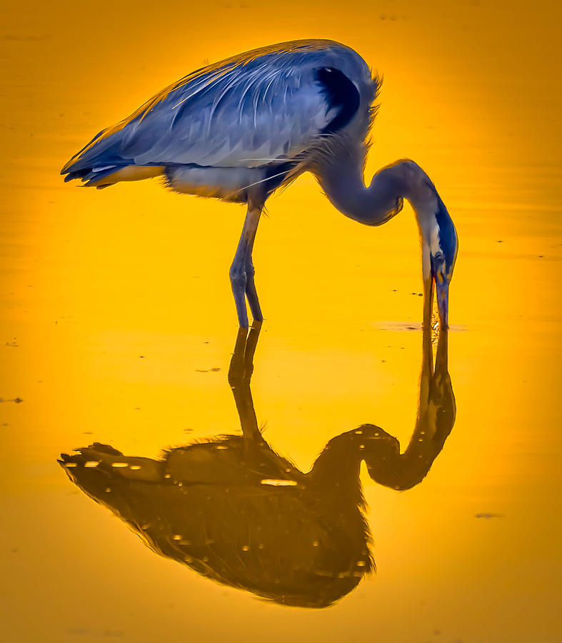 Sunset Heron Photograph by Brian Stevens