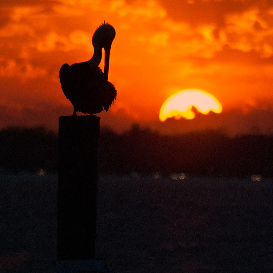 Sunset Pelican Photograph by George Taylor