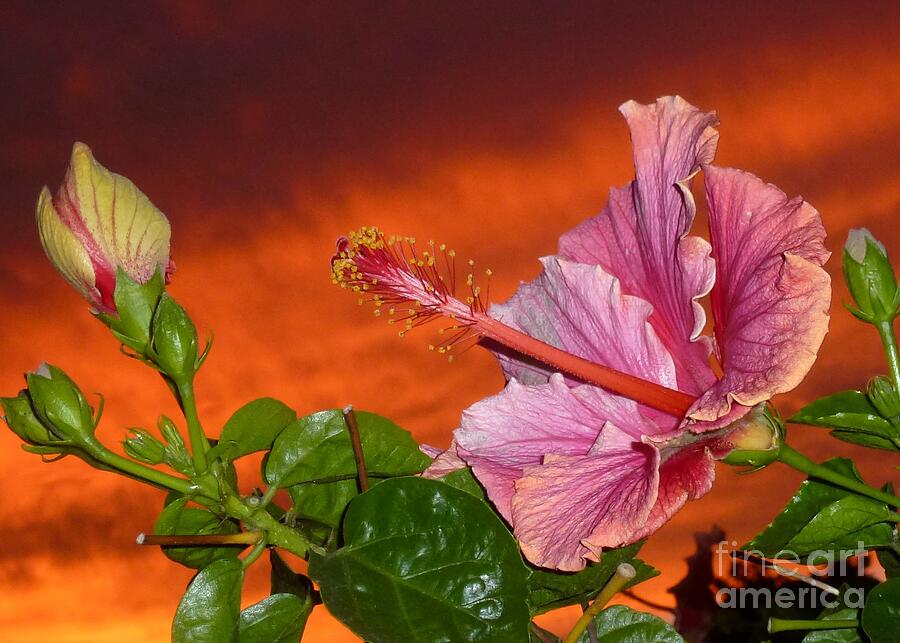 Sunset Photograph - Sunset Hibiscus by Barbie Corbett-Newmin