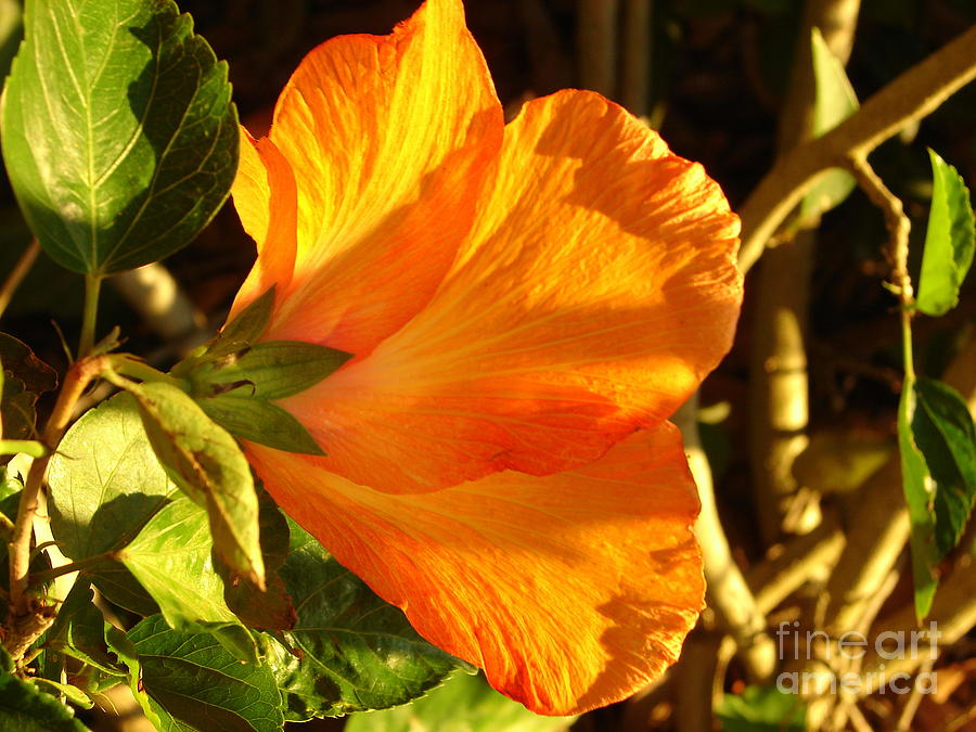 Sunset Hibiscus Photograph By Lew Davis