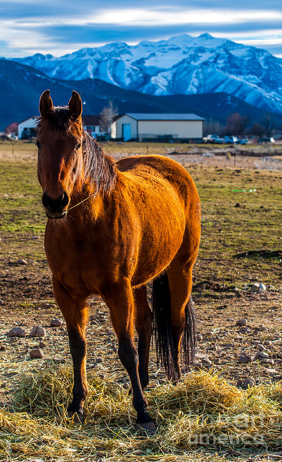 Sunset Bay Horse Heber Valley Utah Photograph