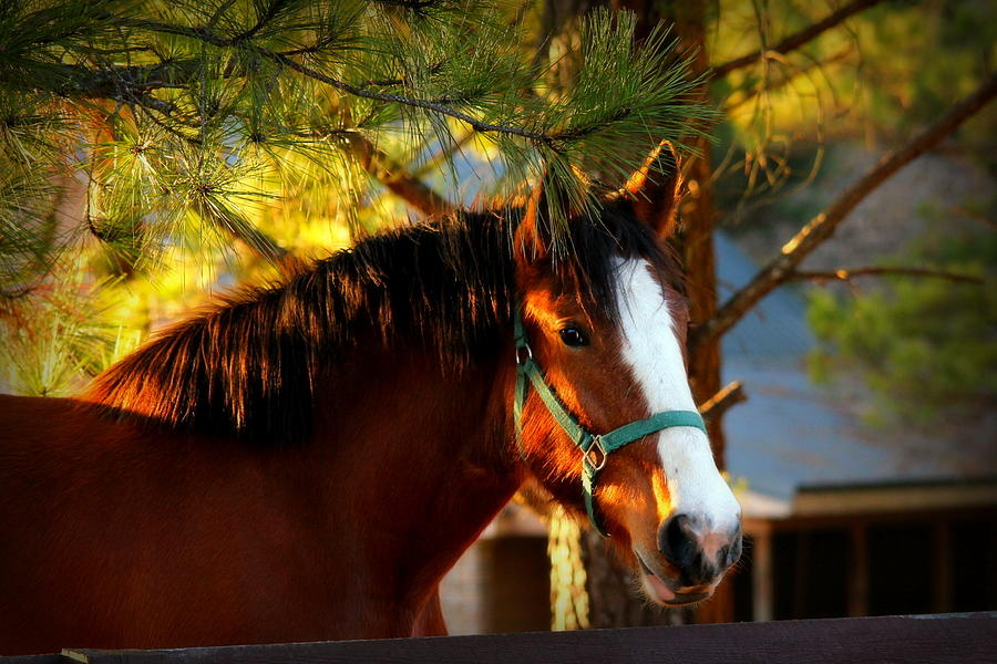 Sunset Horse Photograph by Reid Callaway