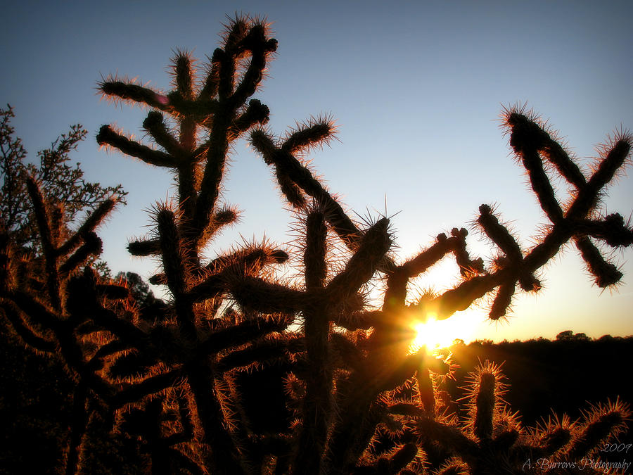 Sunset in a Cholla Photograph by Aaron Burrows