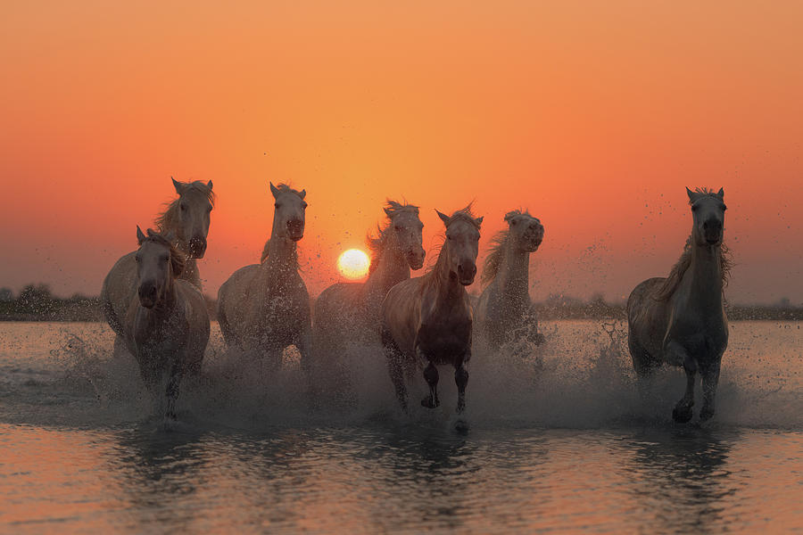 Horse Photograph - Sunset In Camargue by Rostovskiy Anton