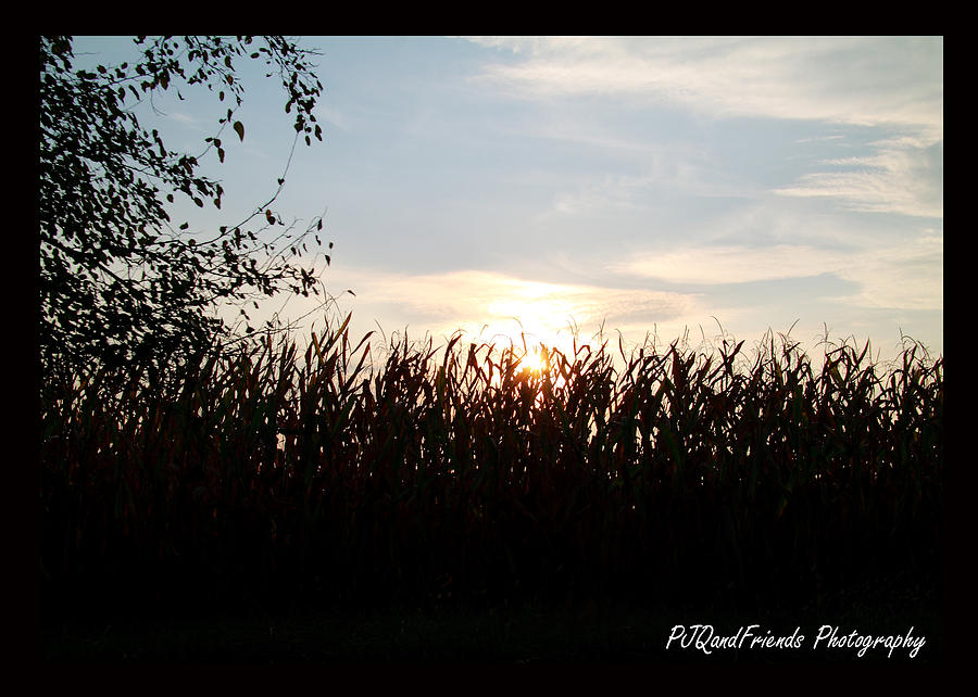 Sunset in Cornfield Photograph by PJQandFriends Photography