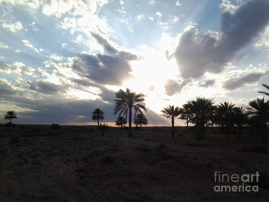 Sunset Photograph - Sunset in Ouled Djellal through the oasis by Mourad HARKAT