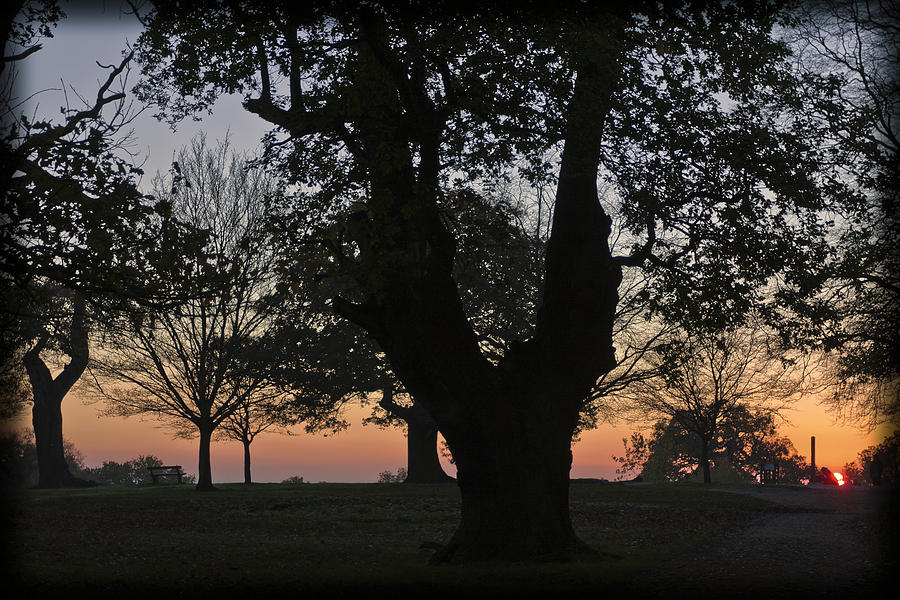Sunset Photograph - Sunset in Richmond park by Maj Seda