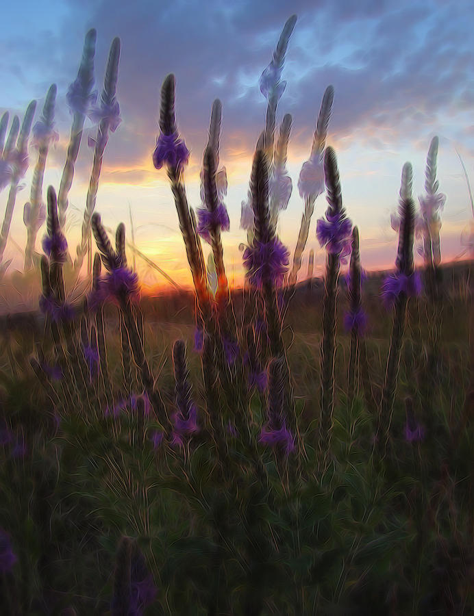 Sunset In The Black Hills Of South Dakota Digital Art