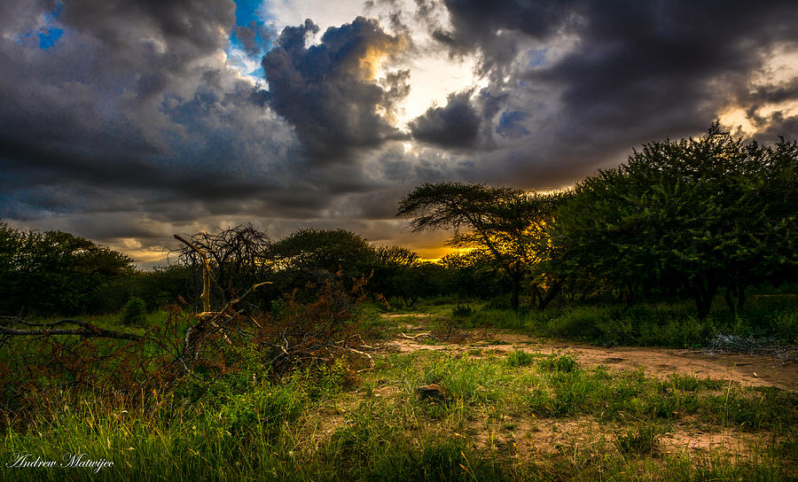 Sunset in the Bush Photograph by Andrew Matwijec
