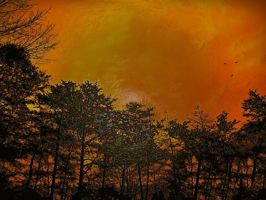 Tree Photograph - Sunset in the Forest by David Dehner