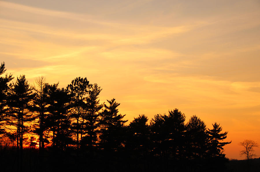 Sunset in the Pines Photograph by Rachel Cohen