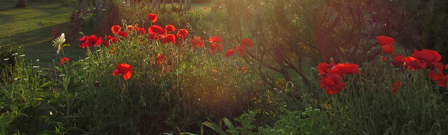 Sunset in the Poppy Garden Photograph by Mary Wolf