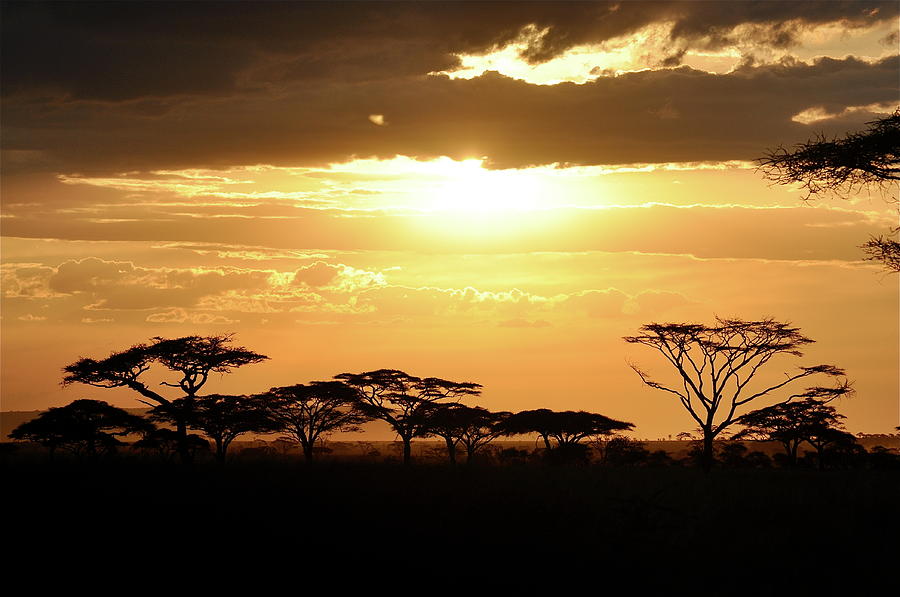 Sunset In The Serengeti Photograph by Louise Bleakly