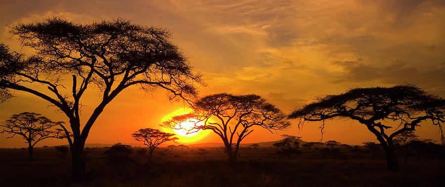 Sunset In The Serengeti Photograph by Mb Photography