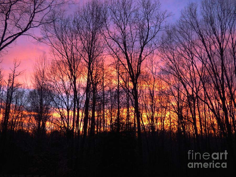 Sunset in the Woods Photograph by Jean Wright