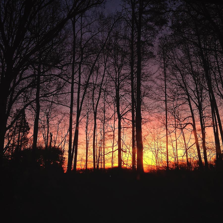 Sunset In The Woods Photograph by Michael Tuck