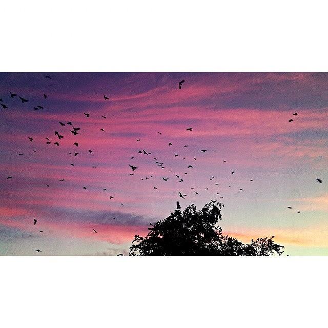 Sunset Photograph - Sunset #irishsummer #birdwatching by Paul Keenan