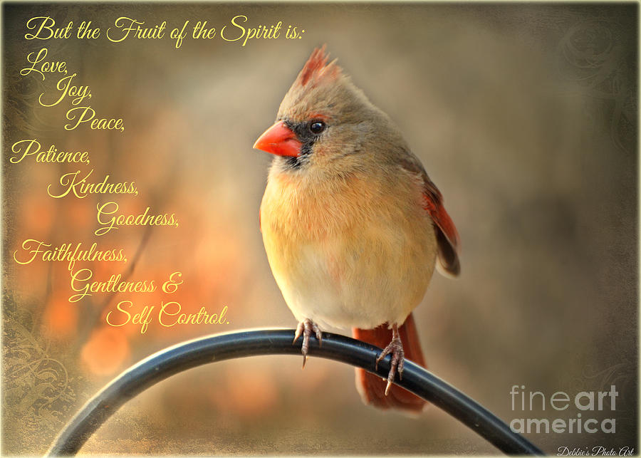 Sunset Lady - Female Cardinal with verse Photograph by Debbie Portwood