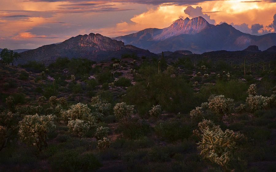 Sunset lit Cactus over Four Peaks Photograph by Dave Dilli