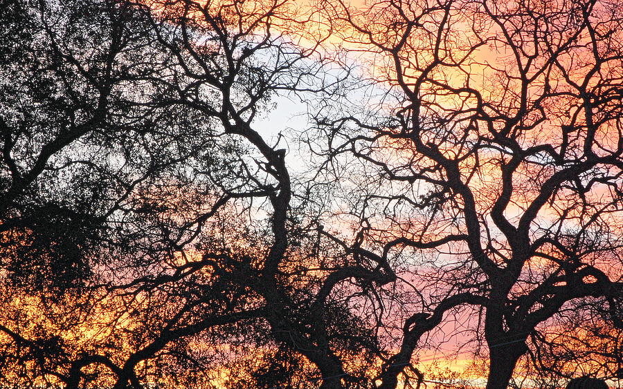 Sunset Lit Tree Photograph by AJ  Schibig
