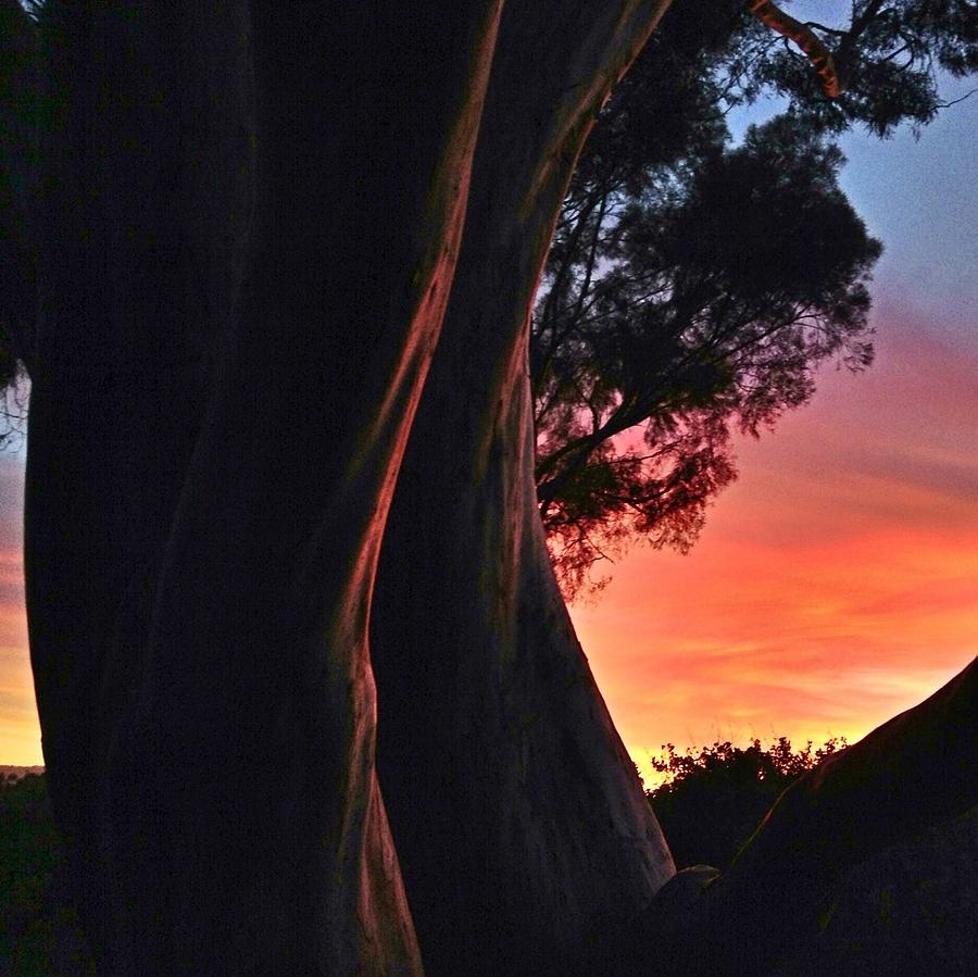 Sunset Madrone 2 Photograph by Anne Thurston