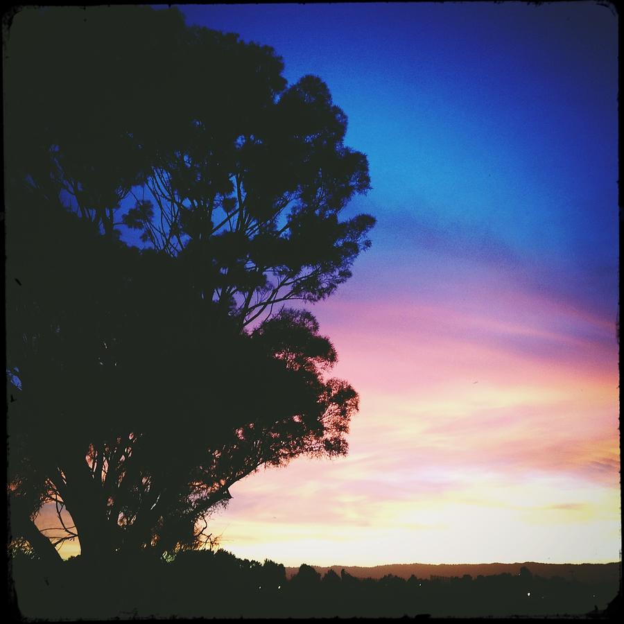 Sunset Madrone Photograph by Anne Thurston