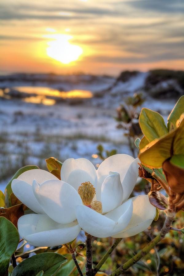 Sunset Magnolia Photograph by JC Findley