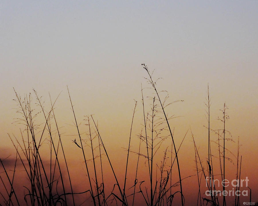 Sunset Marsh Grasses Photograph by Lizi Beard-Ward