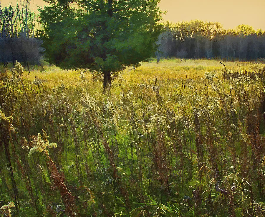 Sunset Meadow Photograph by John Hansen