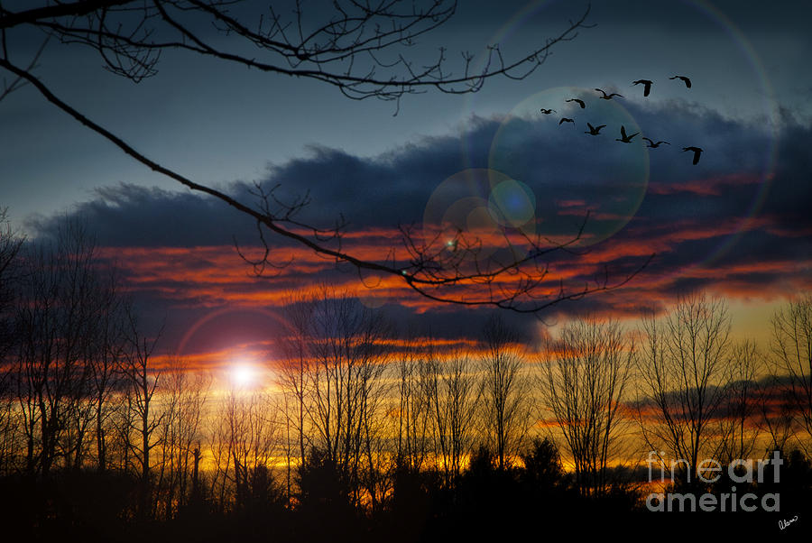Sunset Migration Photograph by Alana Ranney