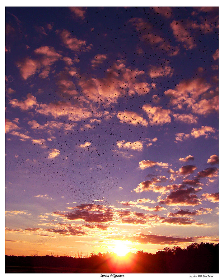Sunset Migration Photograph by Gene Tatroe
