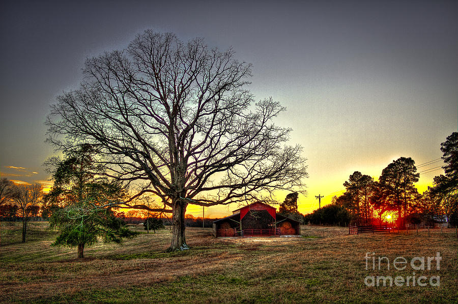 Sunset Oak Friends Photograph by Reid Callaway