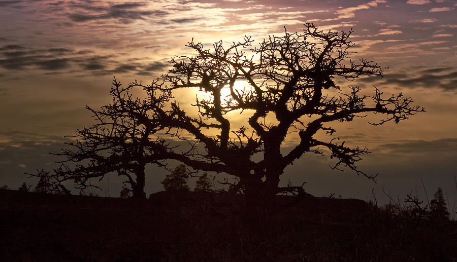 Sunset Oak Photograph by Jon Ares