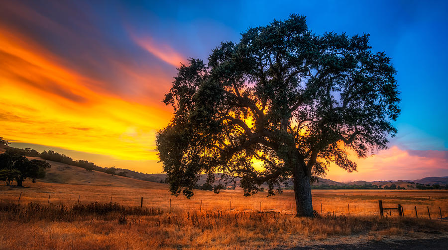 Sunset Oak Tree Photograph By Mike Wilson Pixels